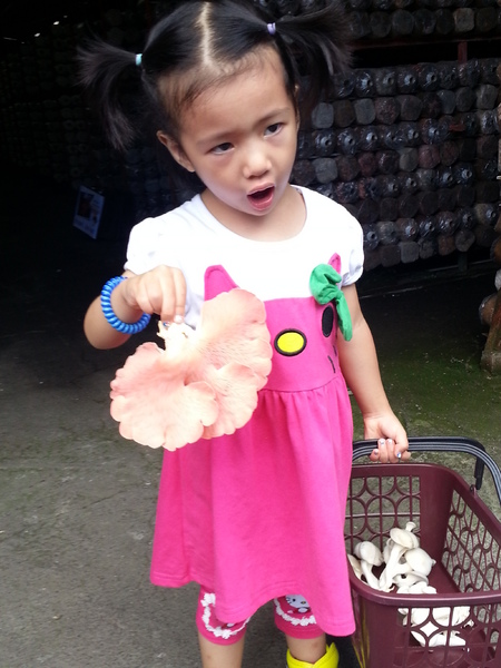 豐年靈芝菇類生態農場：[南投][景點]豐年生態農場~吃菇採菇好好玩