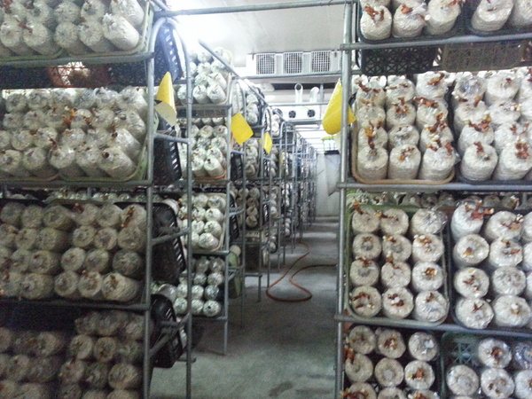 豐年靈芝菇類生態農場：[南投][景點]豐年生態農場~吃菇採菇好好玩