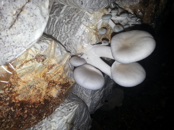 豐年靈芝菇類生態農場：[南投][景點]豐年生態農場~吃菇採菇好好玩