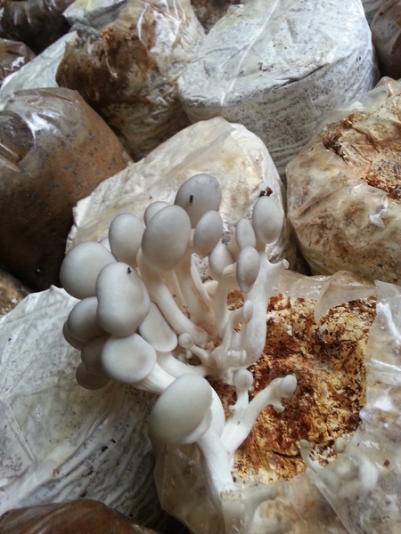 豐年靈芝菇類生態農場：[南投][景點]豐年生態農場~吃菇採菇好好玩