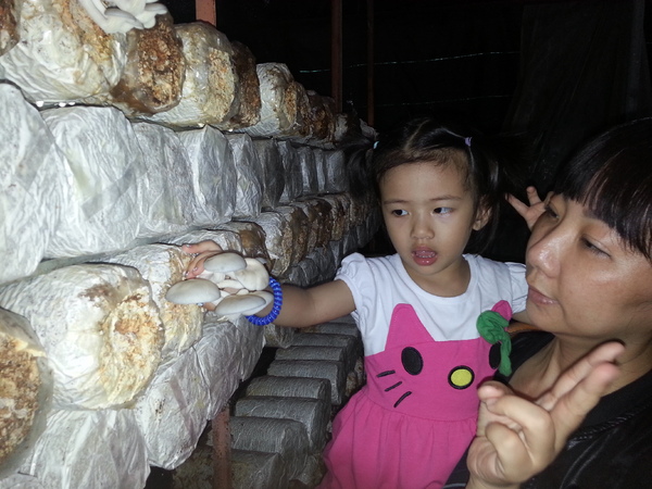 豐年靈芝菇類生態農場：[南投][景點]豐年生態農場~吃菇採菇好好玩