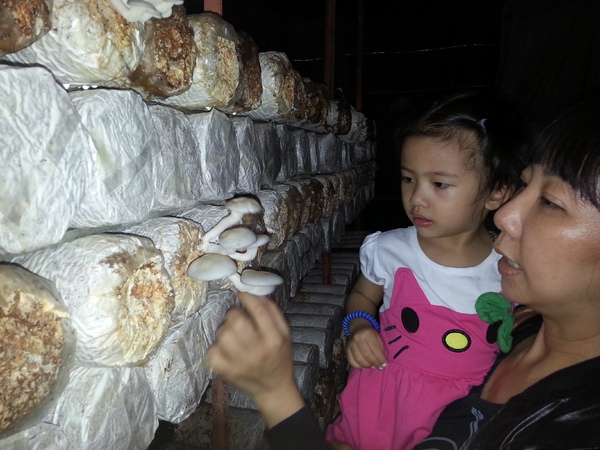 豐年靈芝菇類生態農場：[南投][景點]豐年生態農場~吃菇採菇好好玩