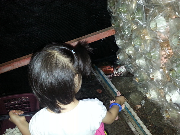 豐年靈芝菇類生態農場：[南投][景點]豐年生態農場~吃菇採菇好好玩