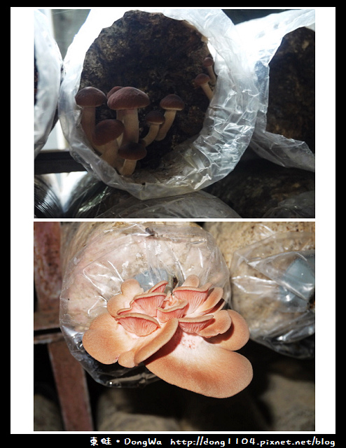 【南投遊記】埔里。豐年農場。菇菇生態導覽