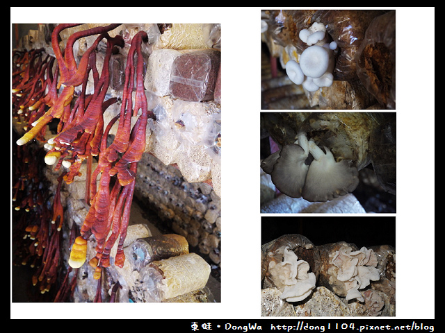 【南投遊記】埔里。豐年農場。菇菇生態導覽