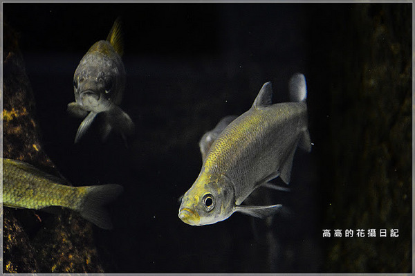 板橋435藝文特區:【新北】板橋區。板橋435藝文特區