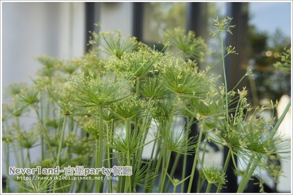 古堡party餐廳:宜蘭。氣氛佳餐點種類多一起來歡樂【古堡PARTY餐廳】