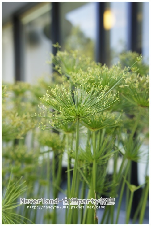 古堡party餐廳:宜蘭。氣氛佳餐點種類多一起來歡樂【古堡PARTY餐廳】