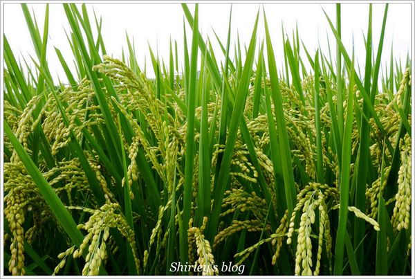 古堡party餐廳：宜蘭‧古堡party餐廳