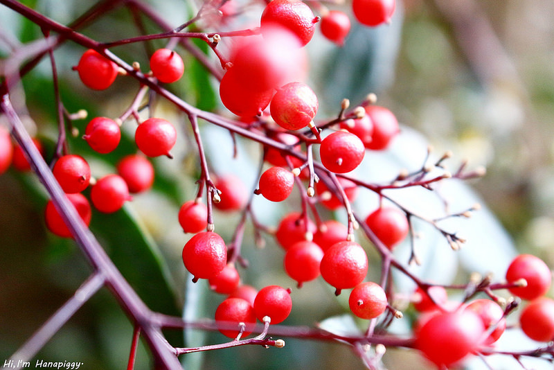 清境嵐山小鎮民宿 (48)