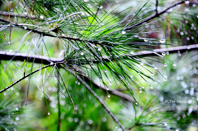 清境嵐山小鎮民宿 (5)