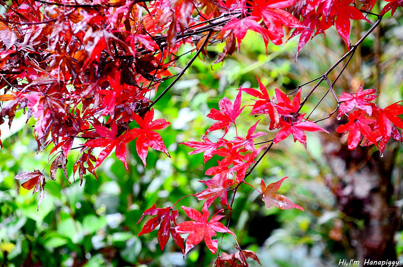 清境嵐山小鎮民宿 (6)