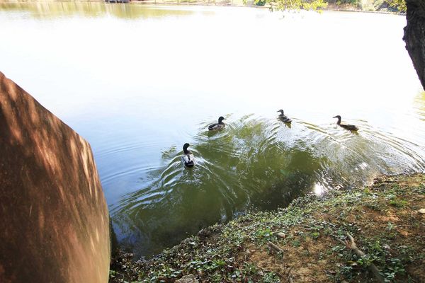 【桃園旅遊景點】八德埤塘生態公園-腹地廣大的親子公園