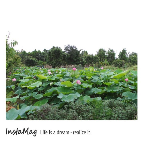 蓮荷園休閒農場：蓮荷園休閒農場~稻草博物館