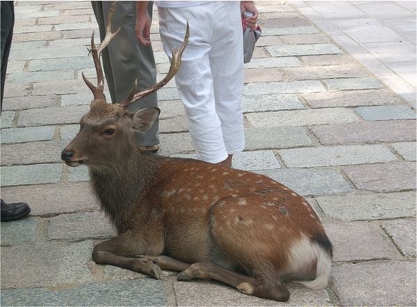 東大寺:浪漫關西~奈良公園篇