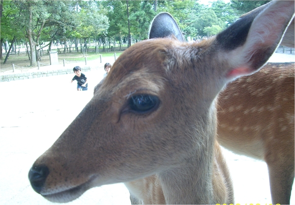 東大寺:浪漫關西~奈良公園篇