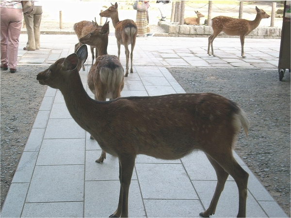 東大寺:浪漫關西~奈良公園篇