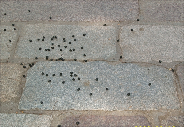 東大寺:浪漫關西~奈良公園篇