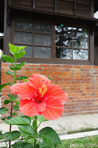 34_台南新化武德殿