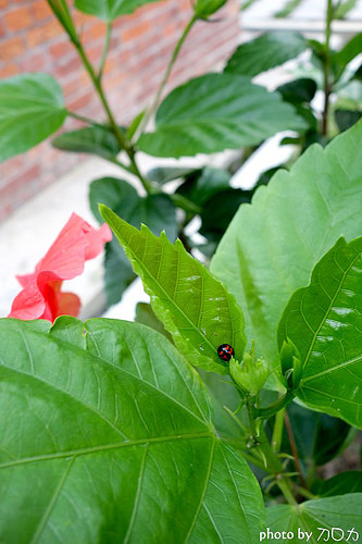 36_台南新化武德殿