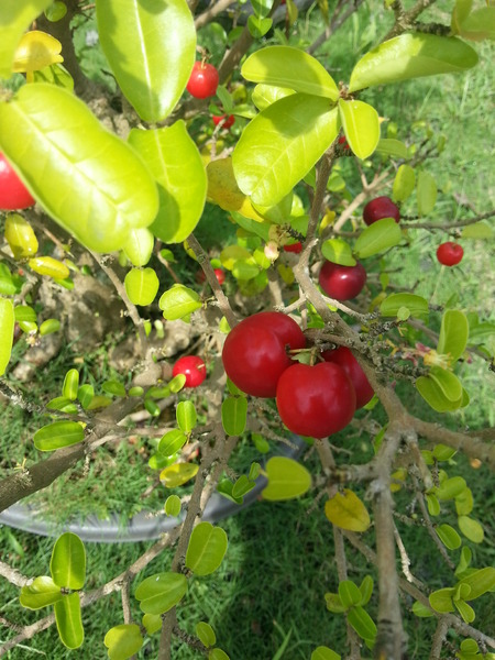 冬山河人文會館：[宜蘭][住宿]冬山河人文會館~瑩瑩格格粉墨登場