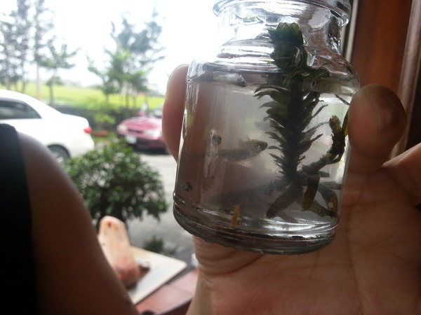 冬山河人文會館：[宜蘭][住宿]冬山河人文會館~瑩瑩格格粉墨登場