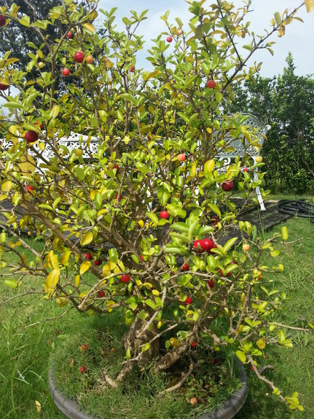 冬山河人文會館：[宜蘭][住宿]冬山河人文會館~瑩瑩格格粉墨登場