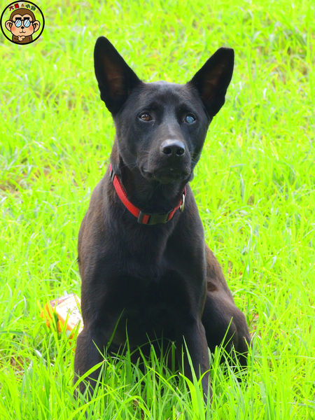 蘆洲環河大道(永樂街口)彩繪狗階梯：作伙來企投【新北三重蘆洲･永福一家人 V.S 彩繪狗階梯】夯景點打卡去