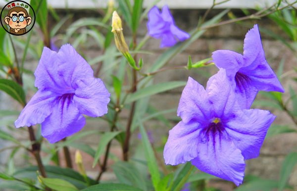 蘆洲環河大道(永樂街口)彩繪狗階梯：作伙來企投【新北三重蘆洲･永福一家人 V.S 彩繪狗階梯】夯景點打卡去