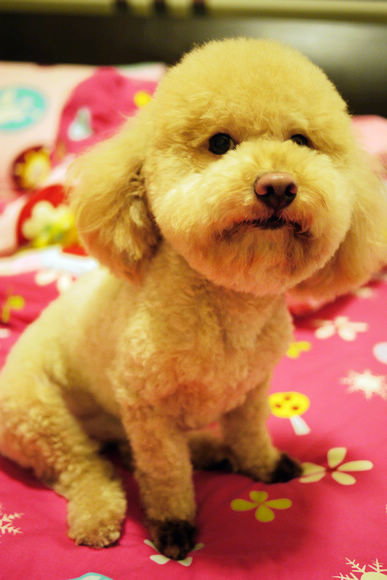 托斯卡尼尼義大利餐廳(新竹竹科店):【新竹美食】托斯卡尼尼 義大利餐廳 (竹科店)