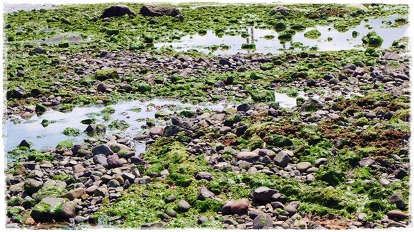 淡水石滬心:【新北◍•ᴗ•◍淡水】景點・淡水石滬心✯秘境私房景點|台北也有心形石滬-淡水沙崙心型石滬