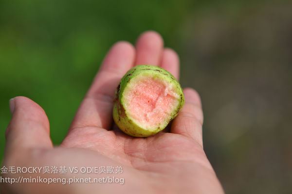 開心的小寶寶-1-68