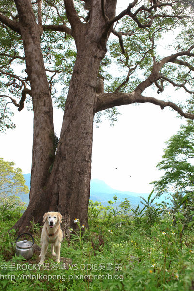 開心的小寶寶-1-51