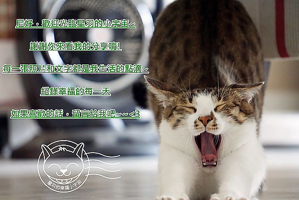 泰小葉泰國米粉湯專賣店:※ 泰小葉泰國米粉湯專賣店 ※【星羽是吃貨-台中】一個因為喜歡成就的夢想,平價美味料多實在,特製醬料碰撞美妙新滋味~(文末有好康)