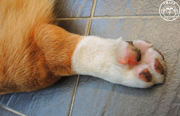 Tutti Cafe圖比咖啡創意早午餐(敦北):呷飽祙【台北松山・Tutti Café(敦北店)】副店長是大明星