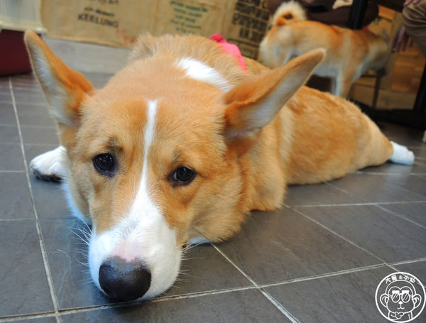 Tutti Cafe圖比咖啡創意早午餐(敦北):呷飽祙【台北松山・Tutti Café(敦北店)】副店長是大明星