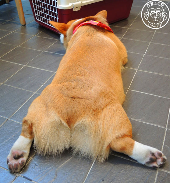 Tutti Cafe圖比咖啡創意早午餐(敦北):呷飽祙【台北松山・Tutti Café(敦北店)】副店長是大明星