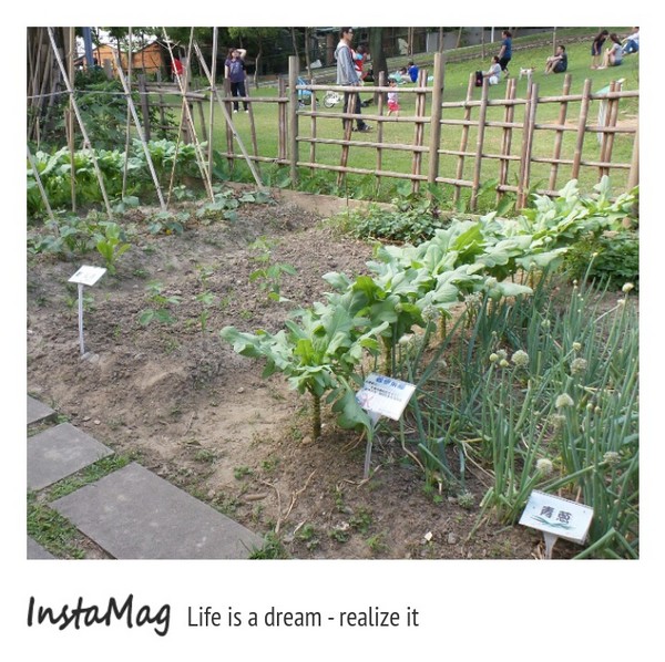 老街溪河川教育中心：【桃園景點】老溪街河川教育中心水管溜滑梯