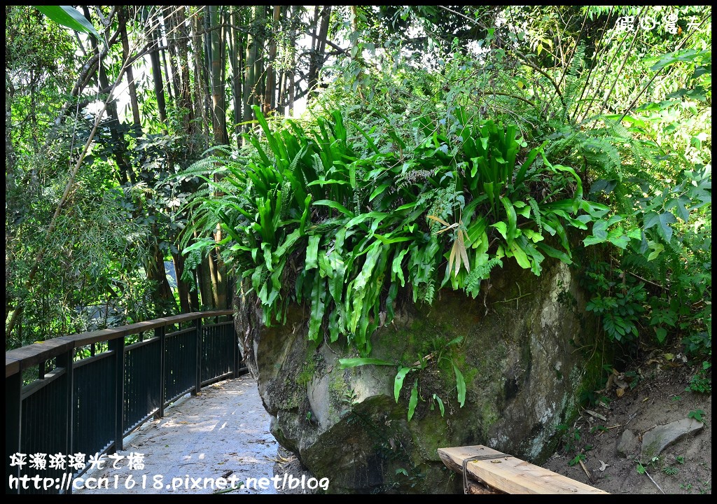 坪瀨琉璃光之橋DSC_8559