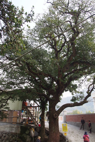 坪瀨琉璃光之橋：【南投】琉璃光之橋