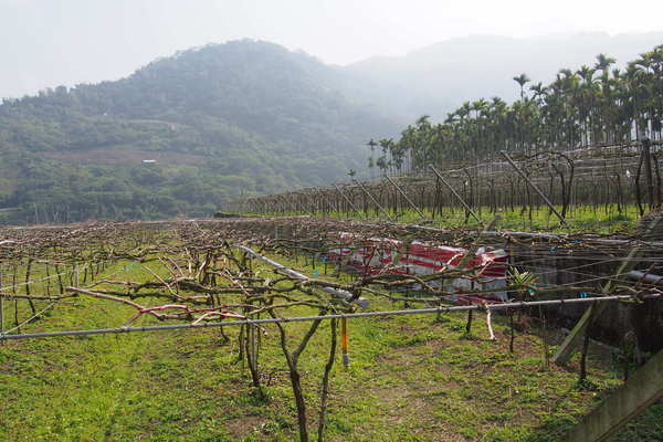 坪瀨琉璃光之橋：【南投】琉璃光之橋