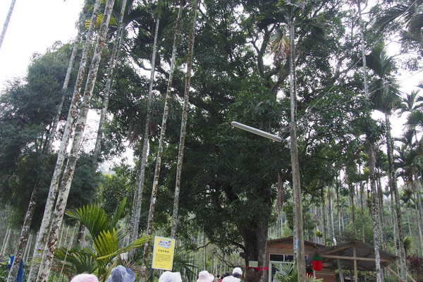 坪瀨琉璃光之橋：【南投】琉璃光之橋