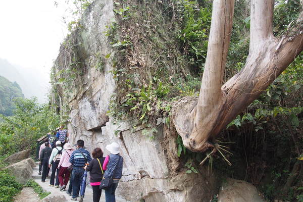 坪瀨琉璃光之橋：【南投】琉璃光之橋