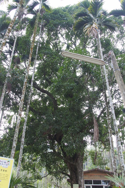 坪瀨琉璃光之橋：【南投】琉璃光之橋