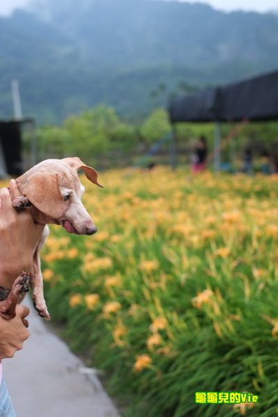 南投12.JPG