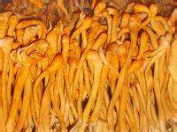 Chiyis齊益糕餅:Chiyis齊益糕餅✪自然×養生×美味~103.08.30