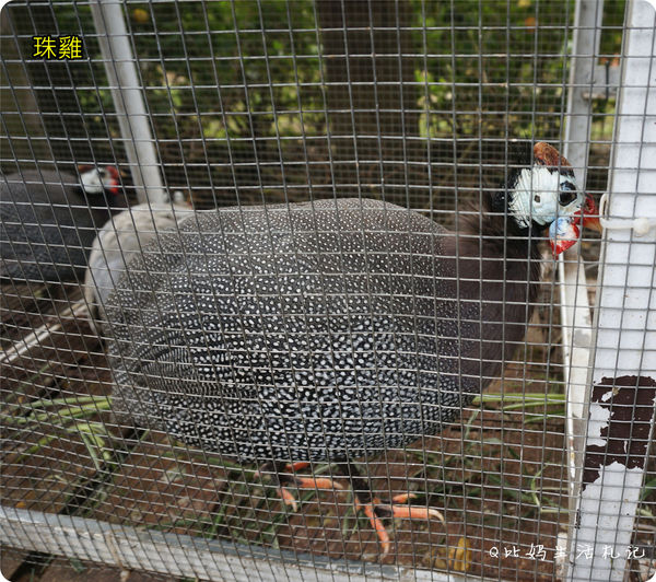 DSC05308_副本_副本