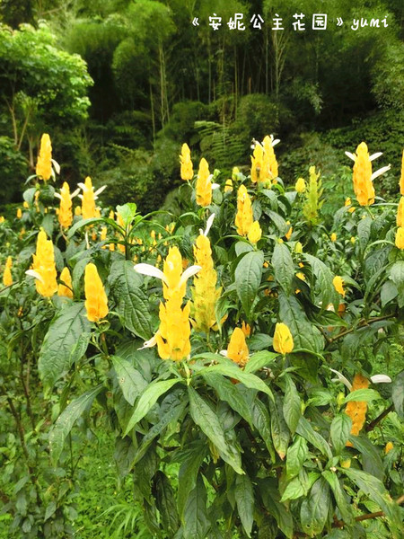 安妮公主花園：【台中遊記】新社夢幻景點!滿足女孩們的公主夢想@安妮公主花園