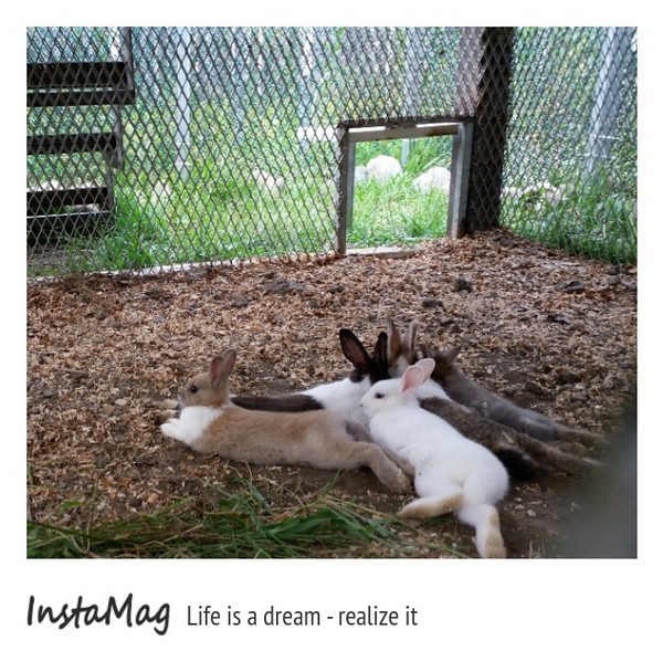 A‧maze兔子迷宮咖啡餐廳：【宜蘭景點】A‧maze兔子迷宮咖啡餐廳