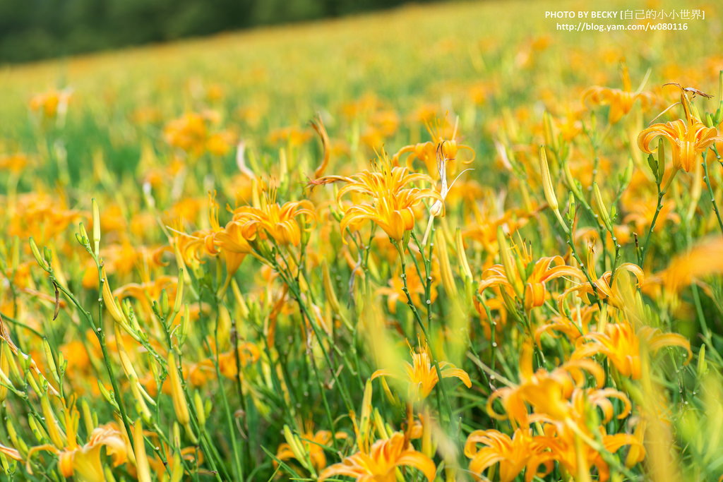 2014.Aug Day Lily @Nantou 南投金針花